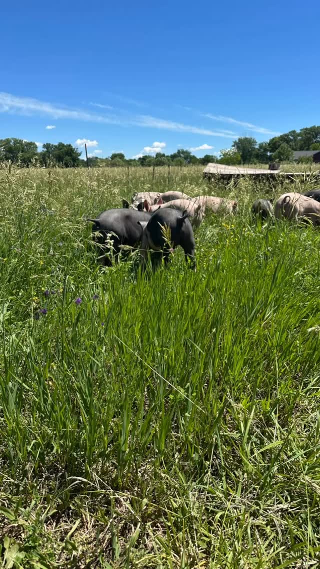 Reminder: FARM STORE TODAY 8-10