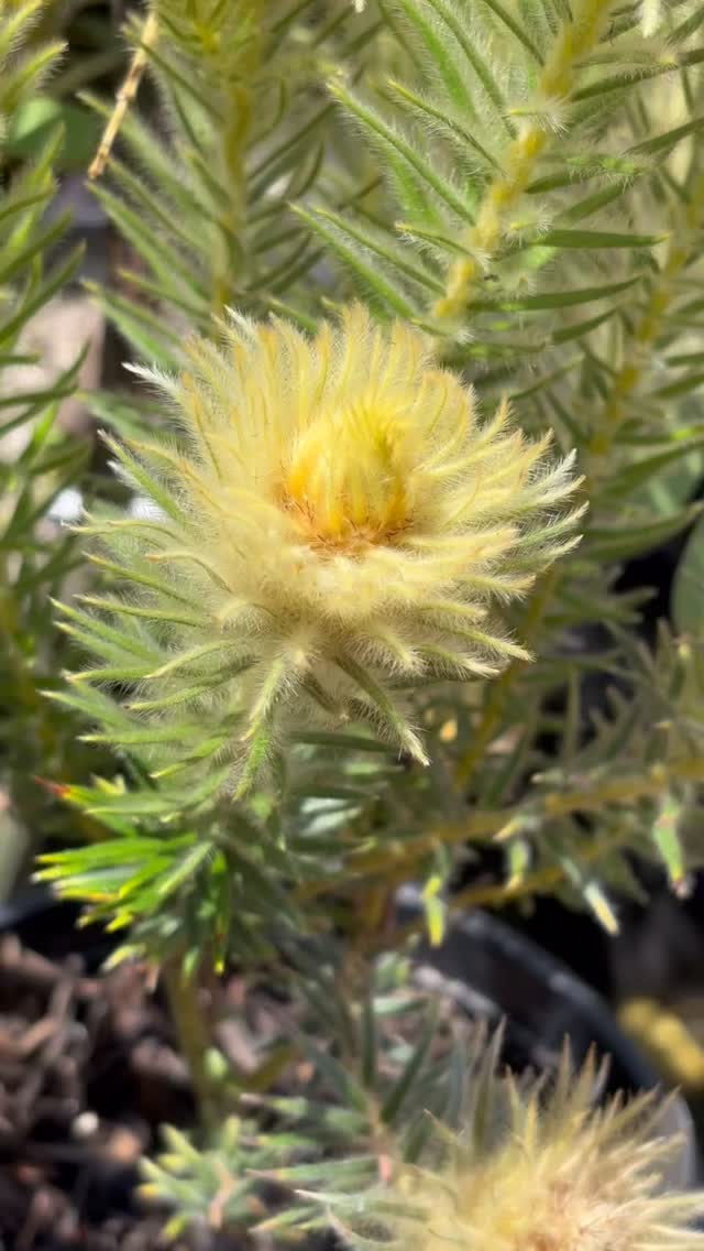 Phylica pubescens and Senna didymobotrya -their leaves and flowers are a world apart.