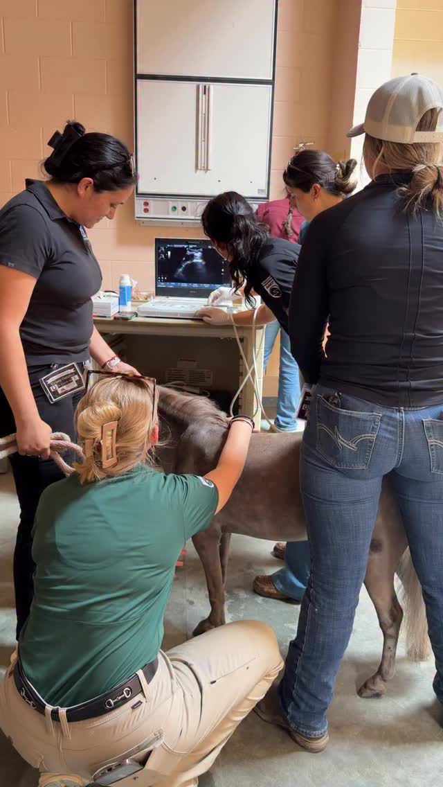 Willow Blue and my dachshund supervisors took the trek to the incredible Alamo Pintado Equine Clinic in search of the source of Willow’s punkiness. That’s a medical term. @alamopintadoequine #horse #equine #wellness #hope #minihorse #healing #minitherapyhorses #horsecare #love #medical @equusfoundation @platinumperformance