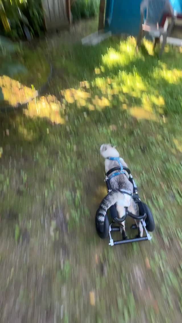 Angel HarPURR’s speed was unmatched when he hit the turbo button with his purrsonal CATegory, the HarPURR Purrnado 🌪️. As we flashback on this FriYAY, join me in envisioning him zooming through the cosmos continuing his unmatched speeds, with the infinite paws of love racing along with him and Cinder with her purrfect Art of the Boing. What a joyful vision.
Angel HarPURR will purrever be in our hearts, insPURRiring and instilling a purrpetual sense of positivity.
HarPURR Angel Kitty Warrior and I are here to tell every single soul that you are ALL valued, irreplaceable, ALL matter and are loved. Feel the warrior spirit from within and HarPURR on.
Help us continue to fulfill his mission to insPURRire, advoCATe, eduCATe, encourage and demonstrate compassion by letting your light shine bright from within.
Be Like HarPURR - advoCATe 💨 eduCATe 💨 insPURRire
HarPURR Kitty Warrior-Rest in Purrever love my HarPURRoni-2/20/2026 🖤🌈🖤