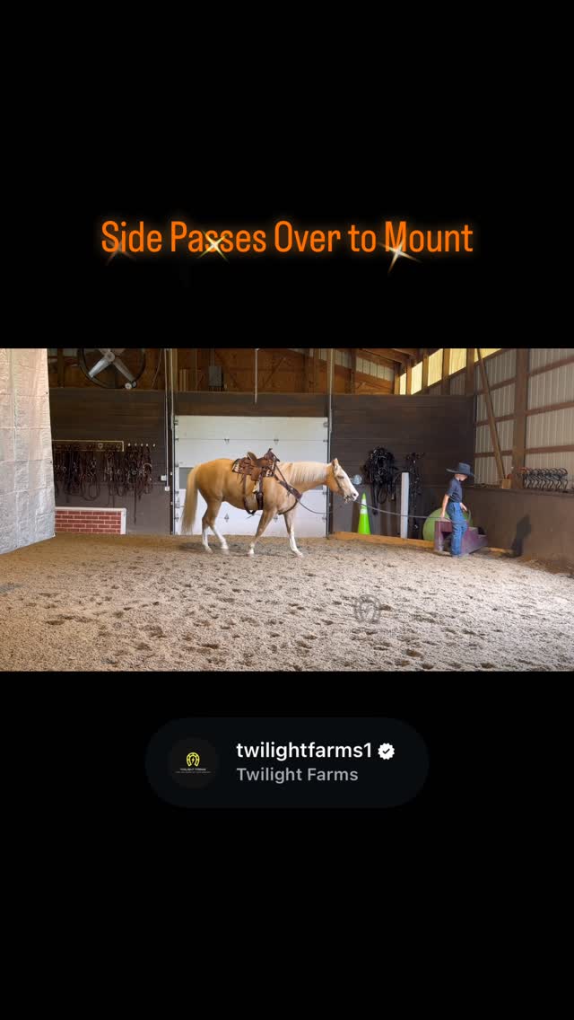 ✨ Safe Enough for the Kids, Talented Enough for Everyone Else ✨
This reel showcases Lyle’s very first ride on Fusion, and from the moment he climbed aboard, Fusion took care of him every step of the way. He calmly side-passed over to the mounting block for an easy mount, happily pushed the ball around the arena, and loped both directions with the same steady, willing attitude he brings every day.
What makes Fusion so special isn’t just his training—it’s his mind. He is the kind of horse that gives riders confidence. Whether it’s a child learning and having fun, an adult wanting a dependable trail partner, or someone looking for a polished horse with a solid foundation, Fusion adjusts to his rider and always tries to do the right thing.
Having owned Fusion since he was just six months old, we’ve had the privilege of developing him every step of the way. He’s traveled across the country, ridden mountain trails, crossed creeks, driven countless road miles, shown at Congress, and been exposed to more than most horses his age. Through it all, he has remained the same kind, trustworthy, willing gelding.
The smile on Lyle’s face says everything you need to know. ❤️
Fusion isn’t just a beautiful palomino—he’s the kind of horse that makes people fall in love with horses.
📍 Located in Ohio
📩 Message us for more information.
#twilightfarms #safehorse #quarterhorse #familyhorse #horseforsale