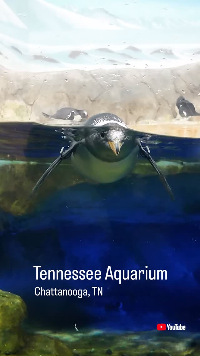 My wife and I had a great time at the @tennesseeaquarium and you can check out the full vlog on my YouTube channel. Link is in the bio!
#dailyvlog #tennessee #aquarium #visittn #chattanooga