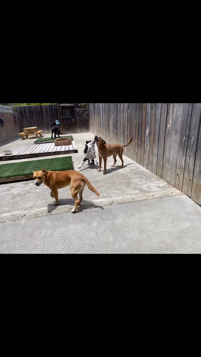 We are having a howling good Monday!
#gooddogplaycare #dogsofsanfrancisco #doggiedaycare