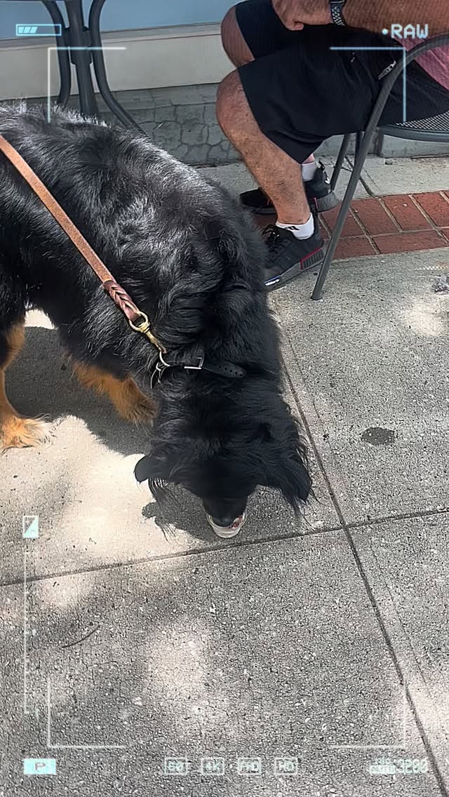Nothing screams best friend like sharing a froyo with your furchild. ๐พโค๏ธ๐ธ