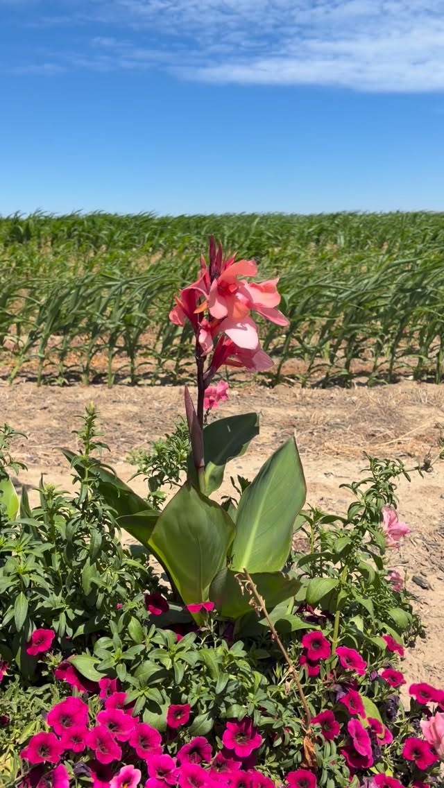 Anyone elseโs plants doing the shimmy today? ๐๐ธ