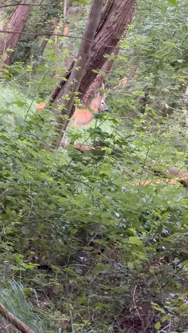 🥾 Mi piacerebbe che le persone che leggeranno questo libro si innamorino della natura grazie ai loro cani. A me è successo, anzi più che innamorarmi mi sono rinnamorato!
🐾 Non sarò mai grato abbastanza a questo libro e a tutte le persone che lo hanno reso un pezzo unico, @giacovelli_editore , @ve_pastelart per le sue illustrazioni, @alberto_ferrarini_ per la postfazione, @angelovaira per la prefazione. In ogni video ho ringraziato queste persone e continuerò a farlo, perché è anche grazie a loro che il libro è vivo, si vivo e pulsante.
📚 UN CANE FELICE aspetta altre mani che lo stringano e altre dita che lo sfoglino LINK IN BIO e fallo tuo!
#canifelici #libridisuccesso #artelibro #cani #cinofilia