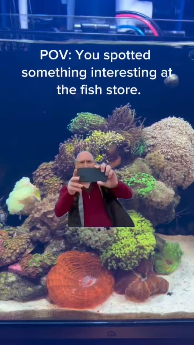 Just a quick look… right? 👀
Stop by and see what’s in stock this week!
Open Tuesday–Saturday 10–6
Sunday 12–5
Closed Monday
https://www.undertheseanc.com/retail-store #reeftank #aquariumhobby #fishtank #reefaquarium #charlottenc