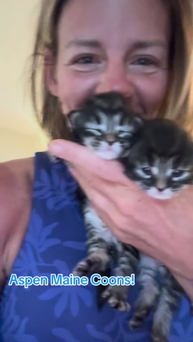 #mainecoonsofinstagram #mainecoonlovers #mainecoonlife #aspenmainecoons #mainecooncatlovers