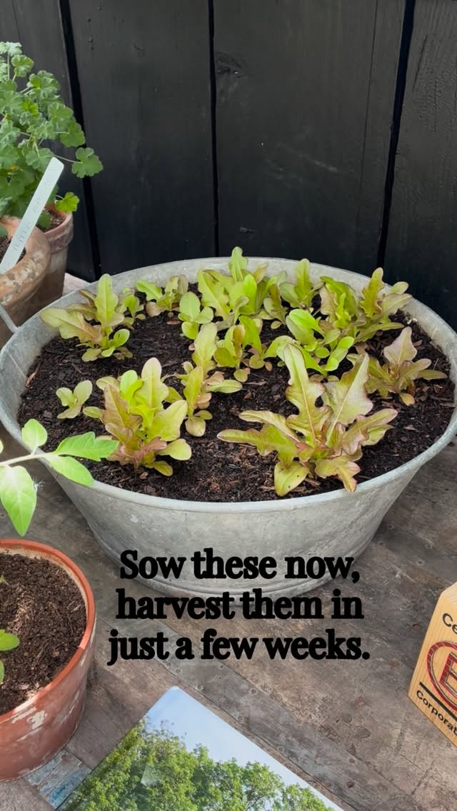 👩🏽🌾 Think you’ve missed the chance to grow your own food this year? Think again. 🌱
June is still a brilliant time to sow plenty of crops, and if you’re anything like me, there’s nothing more satisfying than growing something you can harvest quickly.
These are the 3 things I’m sowing now that I’ll be harvesting within the next 2 months:
🌱 Spinach – perfect for picking as baby leaves in just 4–6 weeks.
🌱 Radishes – one of the fastest and easiest crops to grow, ready in as little as 4 weeks.
🌱 Lettuce – sow once and keep harvesting with the cut-and-come-again method.
Whether you have a large garden, raised beds or just a few pots on a patio, these are simple crops that anyone can grow.
I’ll be sharing updates as they grow, so save this post for later and follow along to see how they get on.
What are you sowing in your garden this month?
#thegranarygarden #growyourown #growyourownfood #seedsowing #junegarden