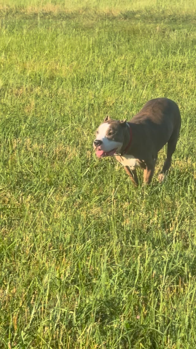 Running to the farmers market for a batch of fresh, gentle cooked, small-batch dog food. This girl has speed - at almost 15 years. Tomorrow, June 18, at Wall Twp Farmers Market from 2-7. @walltwpfarmersmarket #shoplocal #extendtheirstay #feedthemfresh #farmersmarket #pitbullsofinstagram