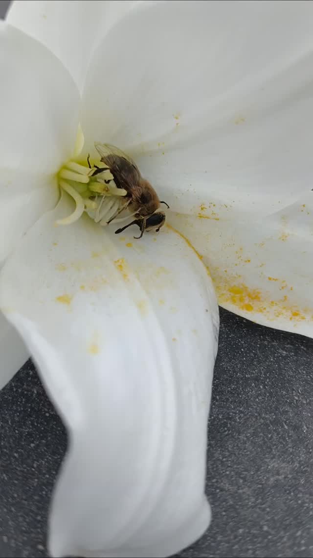 Un petit instant de nature
On en apprend tous les jours.
Habituellement mes insectes (je veux dire les insectes du jardin) se protègent de la pluie ou se repose, entre les pétales des roses ou sous les feuilles.
Je n'avais jamais encore observé que les lys étaient tel des toiles d'araignées, un lieu de capture.
Une araignée blanche sur un lys blanc pour une abeille c'est dangereux semble-t-il.