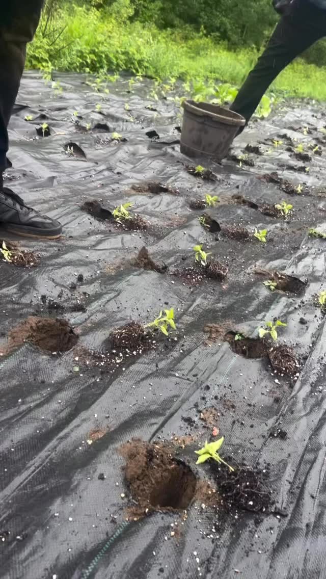 Farming is Intentional.
You’ve got to hold the same energy from the top to the bottom of those rows.
The team was working steadily in the rain and the plants bounce up so much better with fresh rain water 💦
Until our first harvest, we’re here to help out those last moment planters with our seedlings that are still seeking homes.
PLANTS WILL BE AVAILABLE FOR $2.50 THIS FATHERS’ DAY WEEKEND.
1757 Woodroffe ave Monday to Sunday 10am - 1pm
Main Street Market Saturday 9am - 2pm
Barrhaven Market Sunday 10am - 2pm
Give us a shout for evening visits, we’re happy to accommodate !
873-355-2143
#blackfarmer #urbanfarm #ottawafarmersmarket #ottawafarms #farmingwhileblack