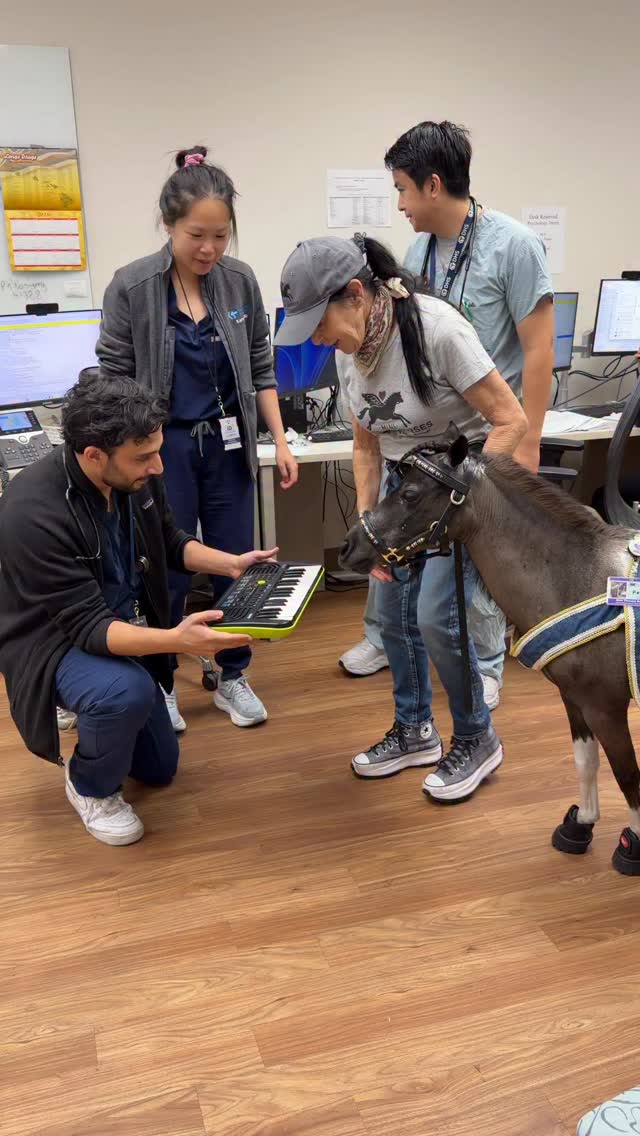The doctors in the Geriatric Unit in the Veterans Hospital always love a keyboard session with Miss Black Pearl. She loves her visits and has been visiting the vets almost 18 years. @greaterlosangelesva #veterans @diplo @washingtonpost @ucla_pac #doctor #nurses #patientcare @platinumperformance @easycareinc @starmillingco @integrityhorsefeed @triplecrownfeed @equusfoundation #minitherapyhorses #horse #minihorse #healer #nonprofit #donate #compassion #comfort #kindness #hope #happiness #destress #love