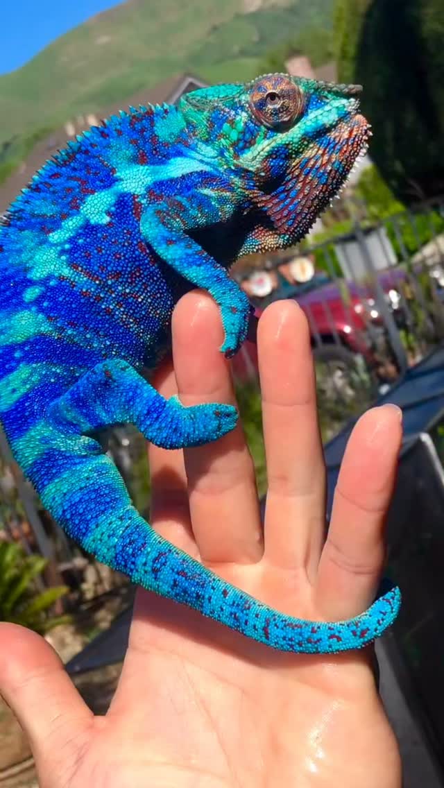 A purple Ambanja is the pinnacle of panther chameleons🍇 #fyp #reptilesofinstagram #pantherchameleon #chameleon #ambanja