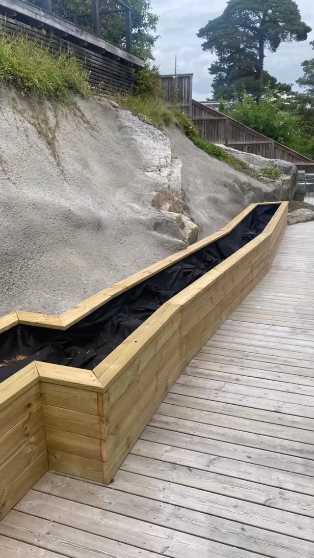 För 2 år sedan fick jag äran att komponera växtval till Gabriella med familj. Önskan var att få in växtlighet i fina platsbyggda lådor nära huset. som hittills mest bestått av hårdgjorda ytor. Så roligt att få följa upp hur det växt till sig!💚
Nu i maj fick jag henne med på att även ta sig an den hopplösa ogrästäckta slänten precis vid deras loungeyta.🙌 knappert jorddjup, mycket trädrötter och massa sten var det tuffa utgångsläget. Därför fick det bli starka marktäckare som revande smultron och sockblomma som täcker största ytan, med en rad av högre perenner längst fram (lite mer jorddjup) av höstsilverax, hakonegräs, diamantrör och höstanemoner.🌸 Som blickfång står en ståtlig idegranspelare i siktlinjen som även flirtar med kloten i lådorna.
Väl kämpat Gabriella👊 du har ju visst gröna fingrar! 💚 I höst kompletterar vi med ännu fler lök.🤗