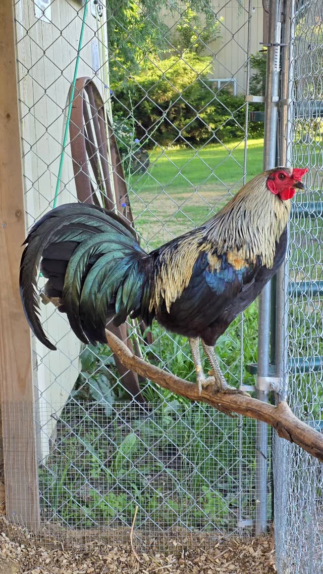 Happy Friday from Finnegan! Finnegan is the juvenile rooster rescued from the cockfighting situation in Pennsylvania last summer. He's thriving here with his partner, Muchacha Gonzo. ♥️ You can meet Finnegan next Saturday June 27th during our sanctuary tour. Tickets are available at our website. #farmanimalrescue #farmsanctuary #rooster