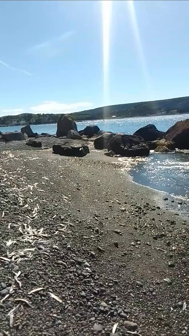 Capelin rolling in Colliers! 🌊💙🙏