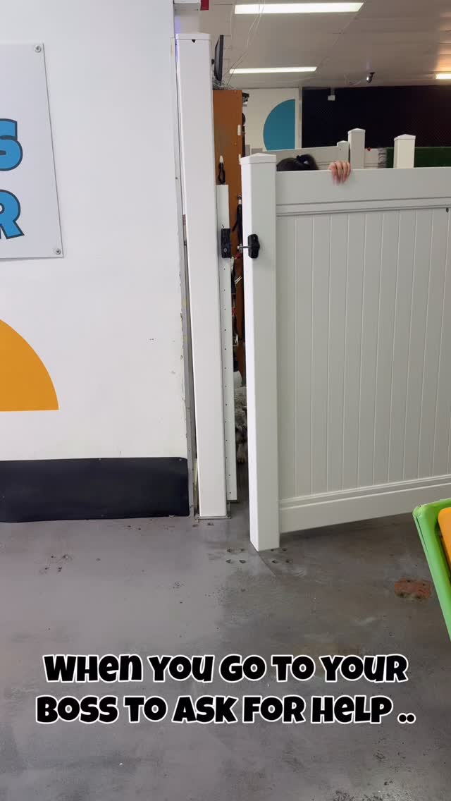 Boss is very busy at the moment … 😂🤔😛
#goldcoastdogs #goldcoastdoggydaycare #doggydaycare #dogsofinstagram #doglife