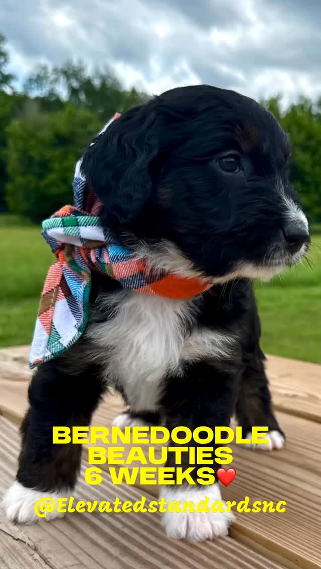 A+ Vet scores for our 6 weeek old Bernedoodle Beauties @elevatedstandardsnc ❤️