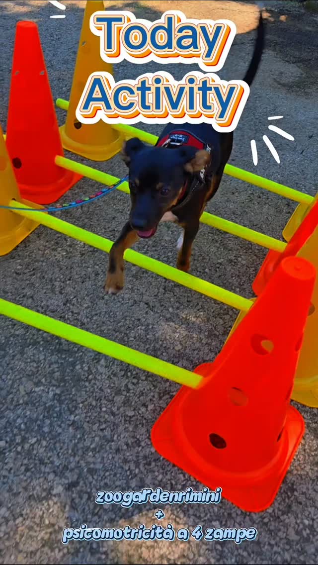 🐾 Grazie a tutti per questa bellissima mattinata! 🐾
Un grazie speciale ai cani della palestra che oggi hanno partecipato alla dimostrazione presso Zoo Garden Rimini, mettendosi in gioco e mostrando il lavoro che facciamo insieme. 💚
Grazie anche a tutti i cani e alle loro famiglie che si sono fermati, hanno osservato con curiosità, fatto domande e partecipato alle attività.
È stata una mattinata ricca di incontri, sorrisi e nuove scoperte.
Ci vediamo presto alla prossima avventura a 4 zampe! 🐶✨
👉 Se vuoi conoscere meglio il mio metodo innovativo basato sulla psicomotricità, scrivimi un messaggio.
#psicomotricitàa4zampe #zoogardenRimini #educazionecinofila #attivitàpercani #canirimini
