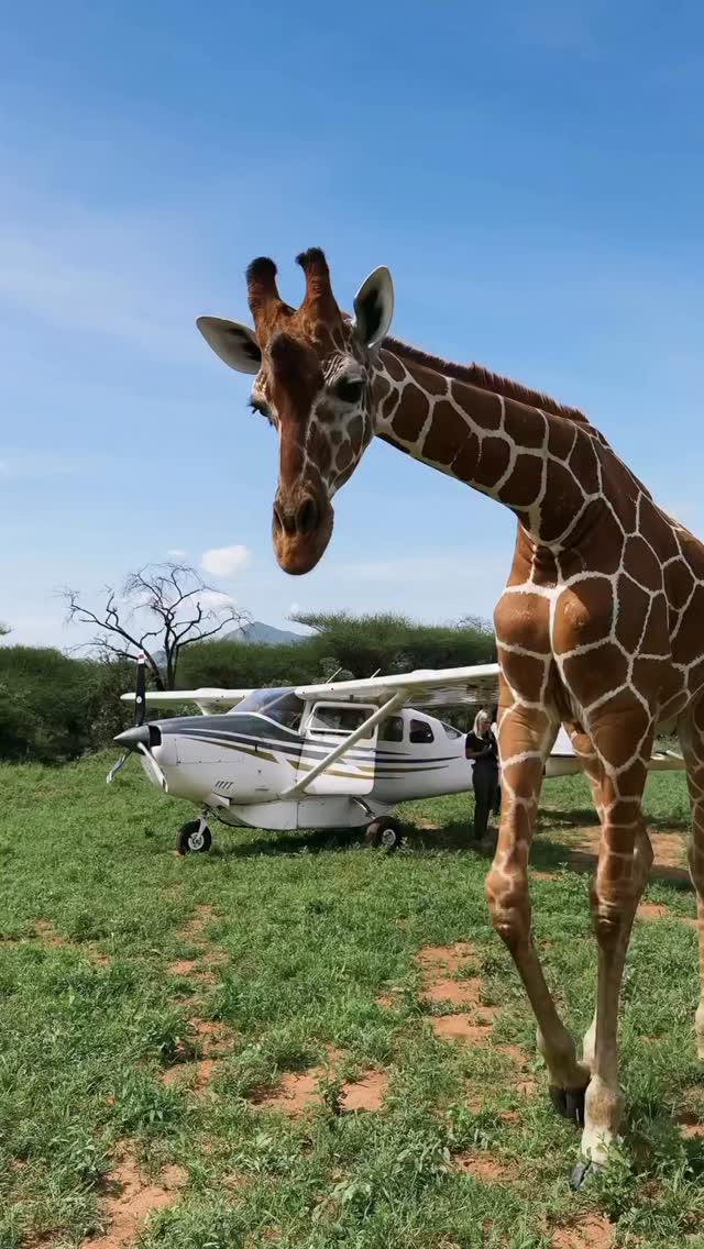 Happy World Giraffe Day 🦒
Celebrating one of Africa’s most iconic animals and the conservationists working to ensure giraffes continue to roam the continent’s wild landscapes for generations to come.
Video by @jackswynnerton