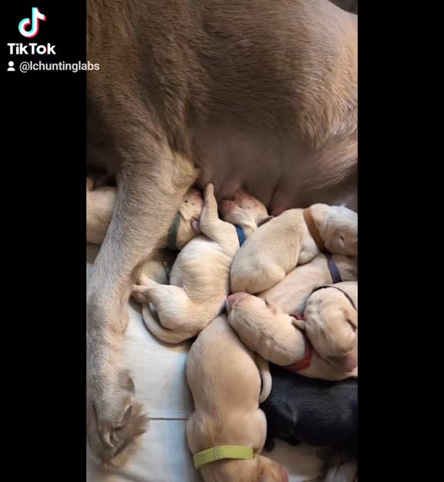 Every puppy born at LC Hunting Labs is more than a blessing to our family and breeding program.
They represent years of planning, health testing, dedication, and hard work. Every breeding is carefully considered with one goal in mind: producing Labrador Retrievers that will enrich the lives of the families who welcome them home.
But when these puppies leave our kennel, they become so much more.
They become a child's best friend.
A hunting partner in the field.
A loyal companion through life's ups and downs.
A source of comfort, support, and unconditional love.
They may start as our puppies, but they become someone's family.
And that's why every litter matters.
#puppy #LabradorRetriever #FamilyDog #HuntingDog #labpuppy