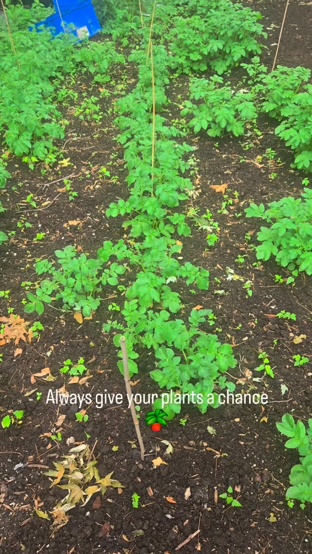 Checking potatoes and showing you why you don't throw away those perennial herbs until at least summer.
.
.
#windsor_ontario #grownorganically #yqg #smallfarms