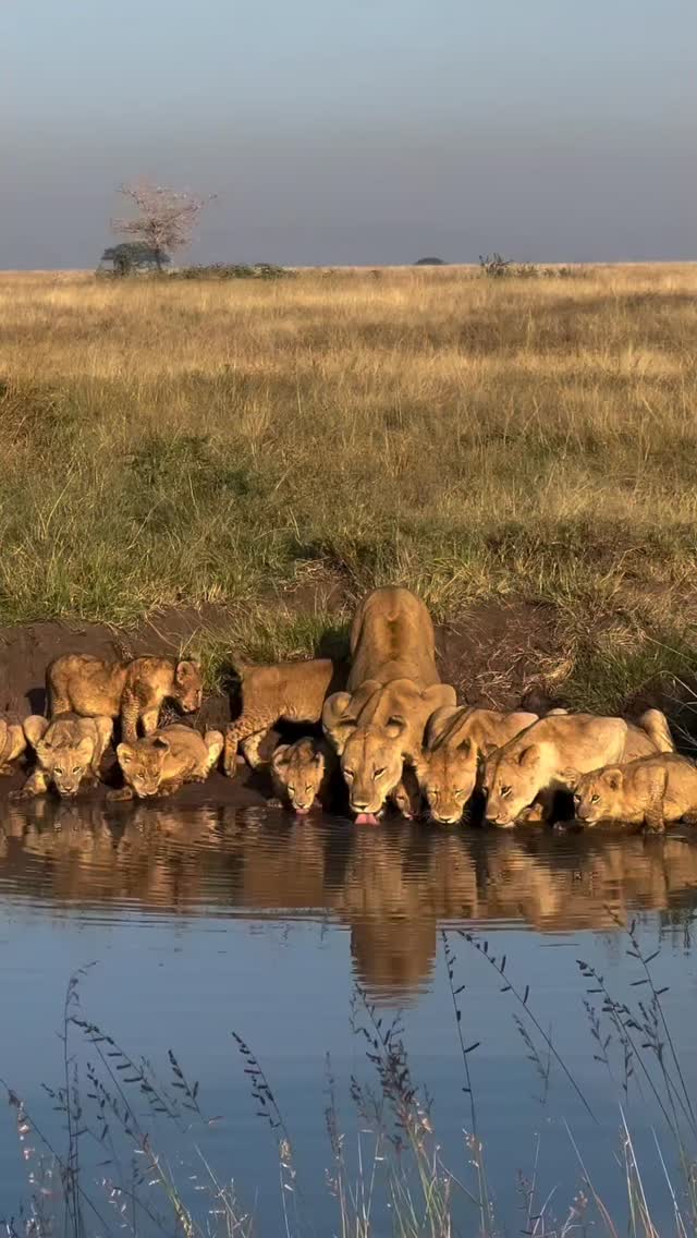Mother's love in tbe wild.
Travel to the African ivonic wild with Wenzi Travel
WhatsApp: +255 769 992 291
🌐www.wenzitravel.com
📧info@wenzitravel.com
