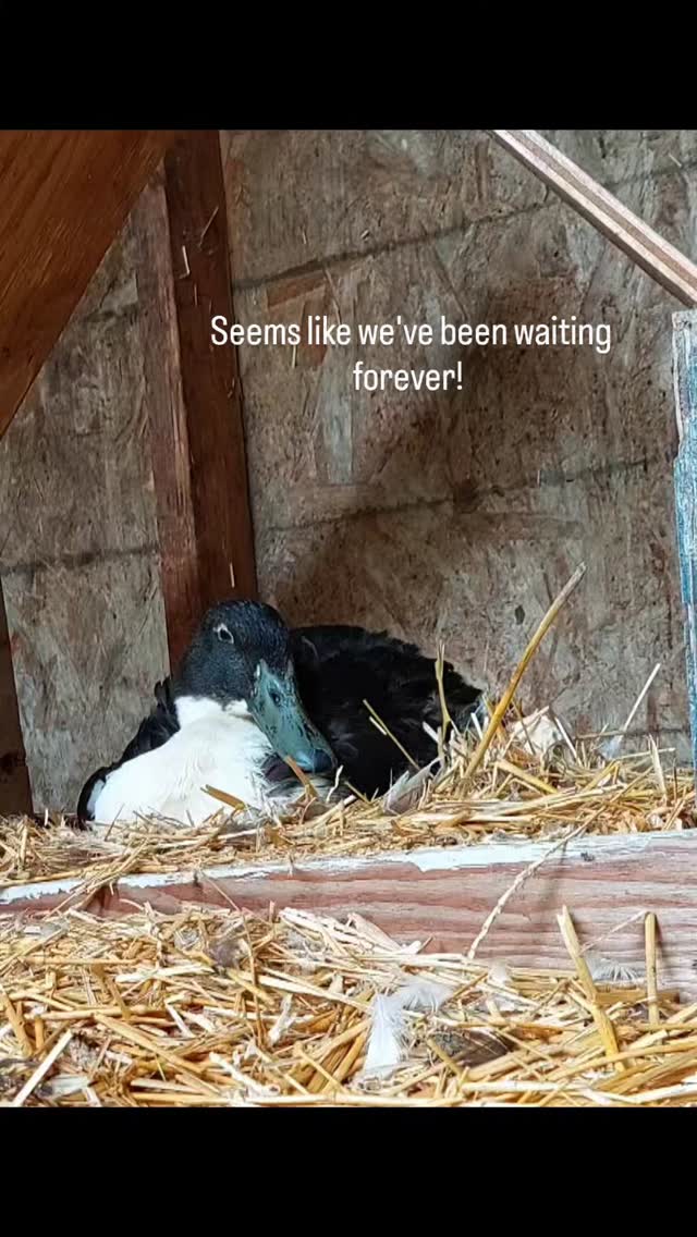 First time momma! π¦and she's nailin' it. Look at those lil cuties! #babyducklings #cutebabyanimals #farmlifebestlife
