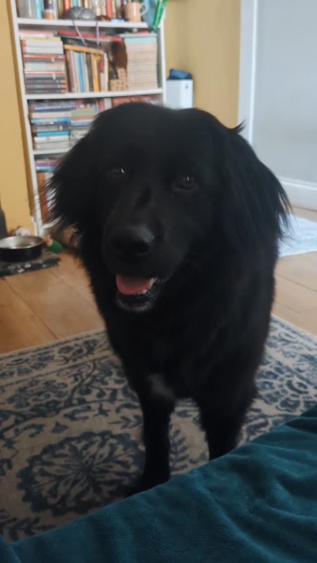 Looking for things to keep your dog entertained during the heatwave?
Destroy boxes for the win!
Only suitable for dogs who don't consume inappropriate items.