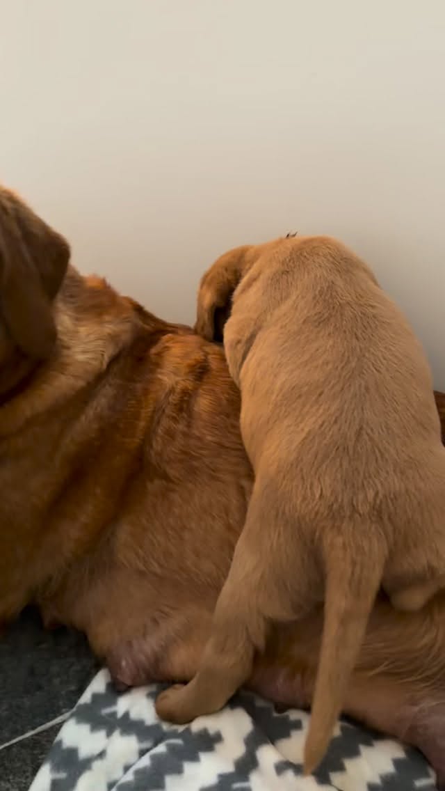 Nu händer det massor
🥰#jaktlabrador #skkuppfödare