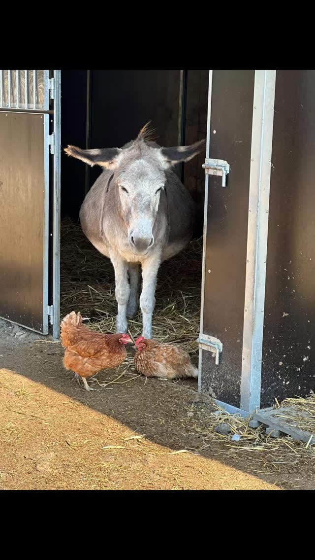 Und wieder müssen wir von einer langjährigen Glückswiesenbewohnerin Abschied nehmen 💔Unsere Gretel, unsere kuschelige immer freundliche Eselmama hat sich gestern sehr plötzlich auf die Reise gemacht 🌈🌈 Sie hinterlässt Ihre beiden Jungs Fridolin und Juni, die sie sehr vermissen und viel nach ihr rufen💔. Gretel kam 2017 mit ihrem kleinen Sohn Fridolin vom Schlachthof zu uns und hatte ein süßes Geheimnis dabei🫏. Im Juni des darauffolgenden Jahres brachte sie bei uns den kleinen Juni zur Welt❤️. Die kleine Eselfamilie war seitdem unzertrennlich und bei allen Glückswiesentieren und Besuchern sehr beliebt🍀Gestern ging es Gretel plötzlich sehr schlecht, was es genau war, wissen wir nicht und warten jetzt erstmal auf die Blutergebnisse. Sie konnte sich gar nicht mehr auf den Beinen halten und wurde immer schwächer.Sicherlich hat die Hitze einen Teil dazu beigetragen, Gretel war immerhin schon stolze 30 Jahre alt. Ihre Jungs und das Glückswiesenteam sind sehr traurig und werden die gutmütige Eseldame sehr vermissen #trauerumtiere #tierliebe❤️ #tierschutz #sindlingerglückswiese #frankfurt