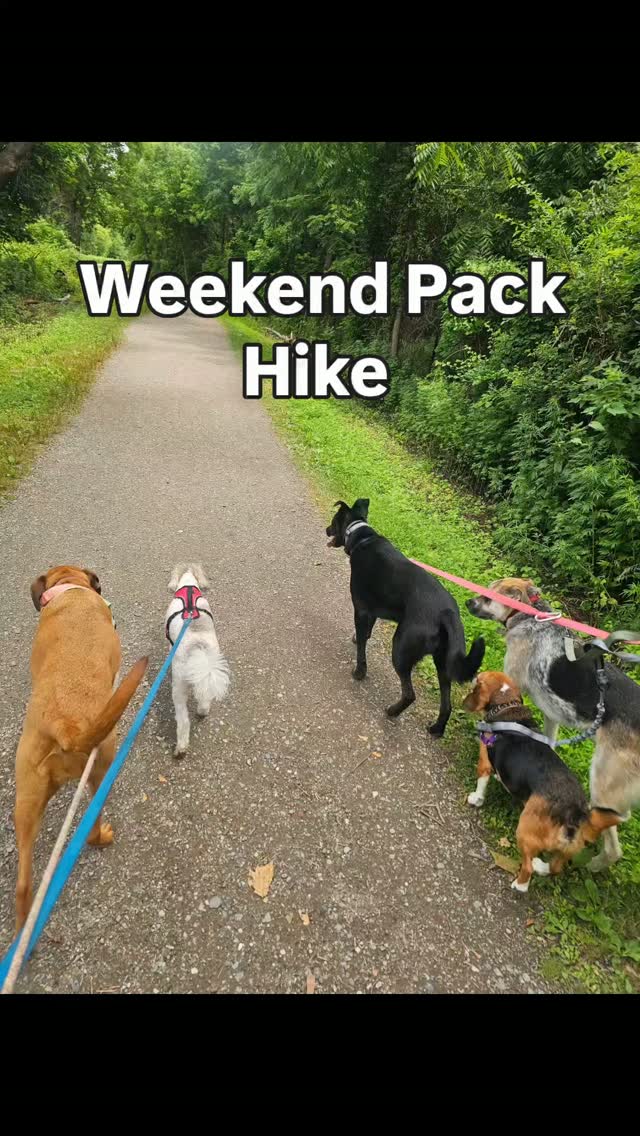 Another Pack Hike, another pack of happy pups ππ©·
July hikes: 11 & 18 .. see you there!