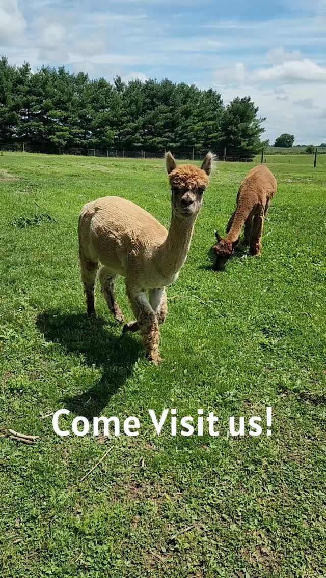 Come visit us for a farm sanctuary tour! Saturday, June 27th
Tickets on sale at our website, spots are limited