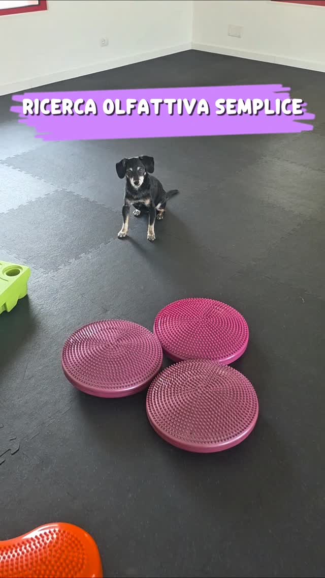 ☀️ Fa troppo caldo per lunghe uscite? Non significa che il tuo cane debba annoiarsi!
Prova questo semplice gioco di ricerca olfattiva.
🐾 Chiedi al tuo cane di rimanere in resta. Se non conosce ancora questo esercizio, chiedi a qualcuno di trattenerlo.
🥩 Nascondi un bocconcino, inizialmente in un'area piccola. Man mano che il cane prende confidenza con il gioco, potrai aumentare la difficoltà e nasconderlo anche in tutta casa.
🔎 A questo punto libera il cane e, alla parola "cerca", lascialo usare il suo naso.
È un'attività semplice, divertente e perfetta per offrire un arricchimento cognitivo anche nelle giornate più calde.
💬 Divertiti con il tuo cane e condividi questo post con un amico che potrebbe provarlo!
#benesseredelcane #psicomotricitàa4zampe #attivitàpercani #ricercaolfattiva #giochicognitivipercani