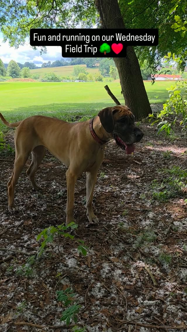 Wednesday field trips at The Dog Field 🌳. Join us when you come to Daycare or private hire on www.perfectpetservices.com ❤️