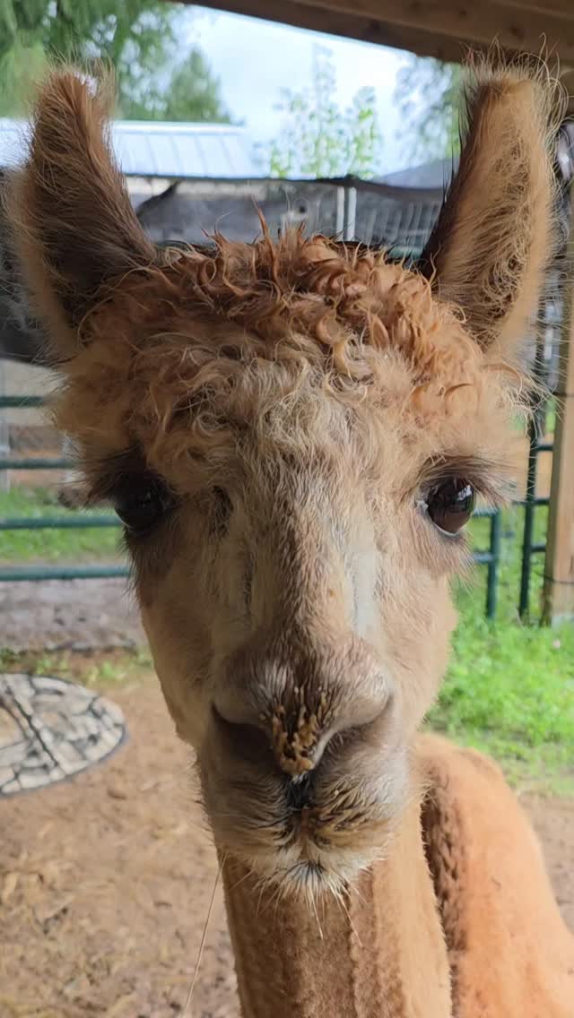 Happy Father's Day! Apollo is the only father here at the sanctuary. He is the father to both Star and the late Fiona.
#farmsanctuary #alpacasofinstagram