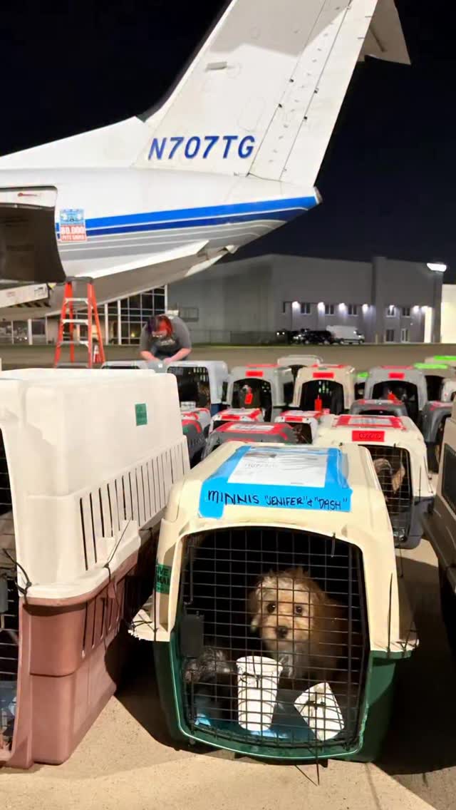 By the end of this month, hundreds of pets will take flight toward a brighter future.
That happens because shelters, rescue partners, veterinary teams, donors, and supporters across North America come together to make lifesaving nationwide transportation possible.
Real change happens when people choose to be part of the solution, and over the next few weeks, hundreds of pets will have opportunities they wouldn’t have had otherwise.
Thank you for being part of our mission.
✈️ Link in bio.
#LetTheFurFly