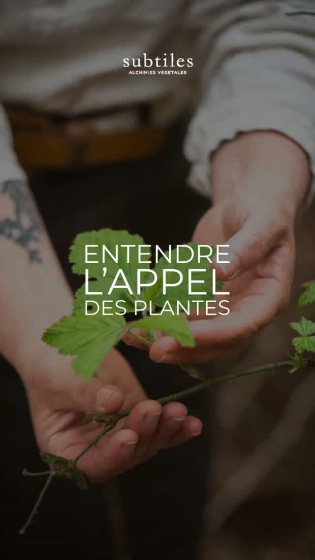 Entendre l'appel des plantes pour mieux se rencontrer Soi.
Lorsque vous pratiquez l'alchimie végétale, la spagyrie, que vous créez vous infusions, vos macérations, apprenez à ecouter attentivement l' appel au travail de la plante.
Ne choisissez jamais avec votre raison ou votre mental, ce serait vous priver de beaucoup de leur magie et de leurs enseignements.
Dans la voie alchimique que je pratique et transmet, la plante la.plus juste, celle qui peut nous soutenir, nous guider, nous apaiser ou nous secouer les puces se presentera.
Pour apprendre de vous-même avec elle, avant de commencer votre introspection ou votre temps de transformation avec cette plante, pensez à noter vos ressentis, les evenements et des emotions que vous vivez depuis 2 ou 3 semaines.
Ecrire cela, vous permettra de mieux percevoir leur medecine vibratoire et de comprendre le cheminement de concience, les transformations que les plantes vous ont permis de faire.
Belles pratiques de reliance et de transformation !
Gaëlle
#Alchimiste #spagyrie #alchimieinterieure #eveilasoi #medecinedesplantes