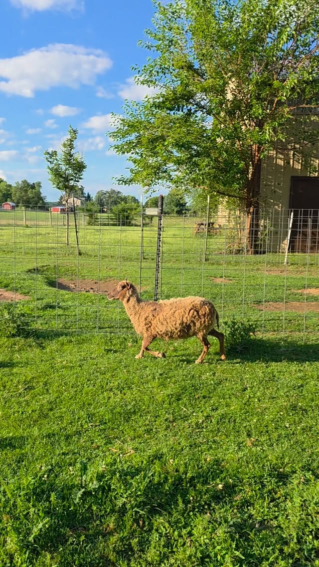Good morning! Come visit us this saturday!
#farmsanctuary #farmanimalrescue