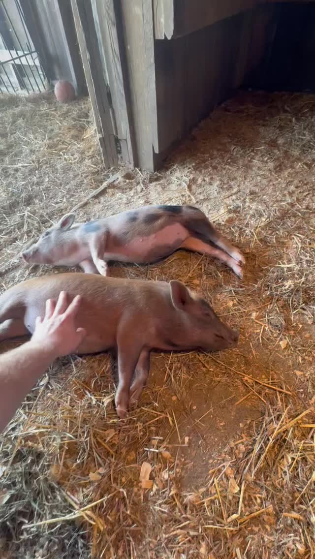 The power of fostering! A few of our little piggies from Operation Squeal City have already landed in foster homes with many more leaving soon. Fostering allows for one-on-one lovin' and socializing, helping increase their adoptability 10 fold!
We do still need fosters. We ask that fosters own their home, have a well-fenced yard, have a separate space for a pig from other animals, and be allowed to have a pig in their town. Message us if you're interested!
#foster #operationsquealcity #animalrescue #rescue #piggy