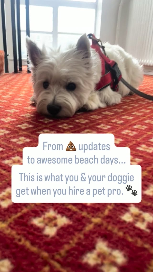 While you’re away, you aren’t just getting a pet sitter;
you’re getting a full-blown daily broadcast of your dog’s best life. 😂
Here is your exact itinerary:
💩 The Poo Updates: Because we both know that’s the first thing you want to check.
🥣 Food Intake Reports: Every kibble accounted for.
🐿️ Squirrel Hunting Chronicles: Serious business requires a serious professional.
🧠 Training Sessions: Keeping that big brain busy.
🧸 Playtime: High energy, maximum fun.
👀 Chilling Time: Just sitting, relaxing, and analyzing the environment (aka intense neighborhood watch).
💤 Dream Updates: Yes, I will text you when their little paws start twitching.
I adapt entirely to your dog’s unique habits and quirks, no matter the age or breed.
I am moving to Berlin soon and opening up bookings for pet sitting!
📩 DM me to check my upcoming availability and secure your dates.
🇩🇪 Wenn du weg bist, bekommst du nicht einfach nur einen Tiersitter – du bekommst eine exklusive Live-Berichterstattung aus dem absoluten Luxusleben deines Hundes. 😂
Das ist dein tägliches Programm:
💩 Das Kack-Update: Weil wir beide wissen, dass das die wichtigste Info des Tages ist.
🥣 Der Food-Fakten-Check: Jedes Futterkorn wird genau dokumentiert.
🐿️ Die Eichhörnchen-Jagd-Chroniken: Ernstes Business braucht eine professionelle Begleitung.
🧠 Trainingseinheiten: Damit das schlaue Köpfchen auch was zu tun hat.
🧸 Spielzeit: Volle Power, maximaler Spaß.
👀 Die Chill- & Beobachtungsphase: Einfach sitzen, entspannen und die Lage checken (auch bekannt als Nachbarschaftswache).
💤 Traum-Updates: Ja, ich schreibe dir, wenn die kleinen Pfoten im Schlaf anfangen zu zucken.
Ich passe mich komplett an die einzigartigen Gewohnheiten und Macken deines Hundes an – egal welches Alter oder welche Rasse.
✈️ Ich ziehe bald nach Berlin! Schreib mir eine DM, um dir deine Termine und die besten Updates für deine nächste Reise zu sichern!
#berlindogs #dogsitterberlin #housesittingberlin
