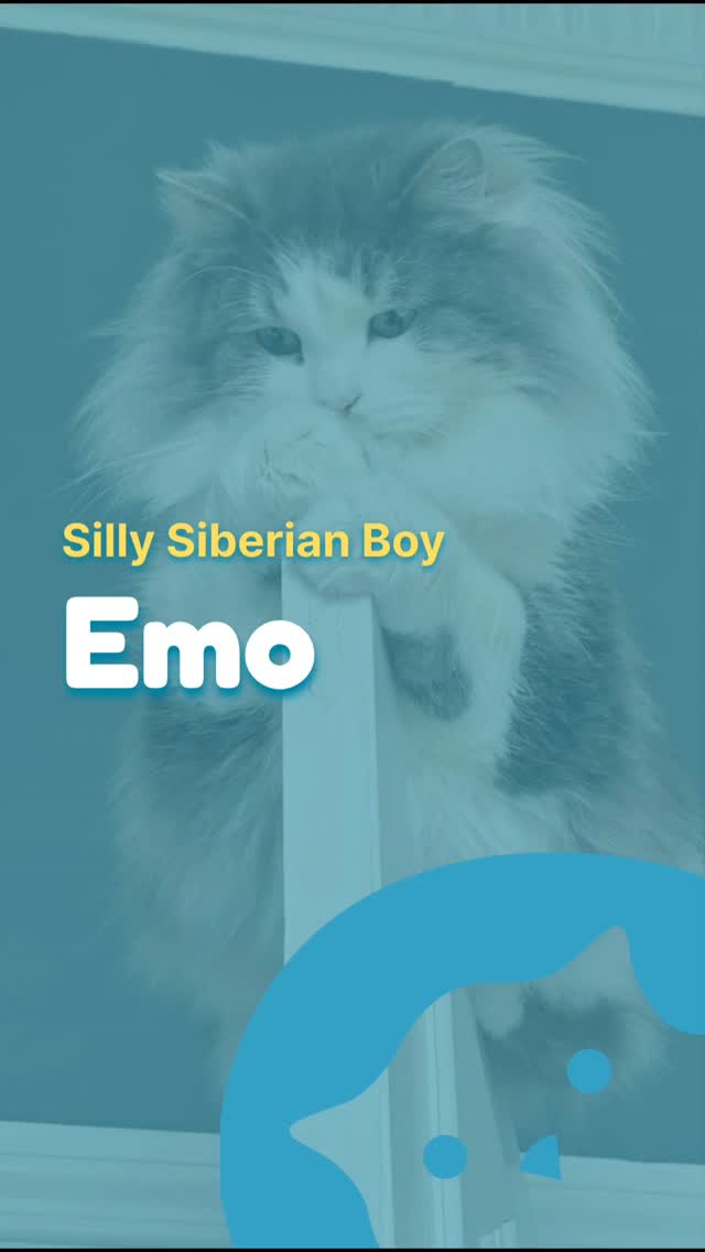 Every cat has a story worth telling. š¾
Meet @emo_thecat_ , a silly Siberian boy from Edinburgh who proves that being relaxed, a little goofy, and unapologetically yourself is something to be proud of.
From daily tap-water rituals and bum scratches to climbing doors and greeting everyone he meets, Emo reminds us that life is best enjoyed one nap at a time.
Because every cat deserves a voice. ā¤ļø
Read Emo's full story on Global Cat PR Agency CatSwoppr's website
.
.
.
#emo #siberiancat #siberiancatsofinstagram #catstory #silliness
