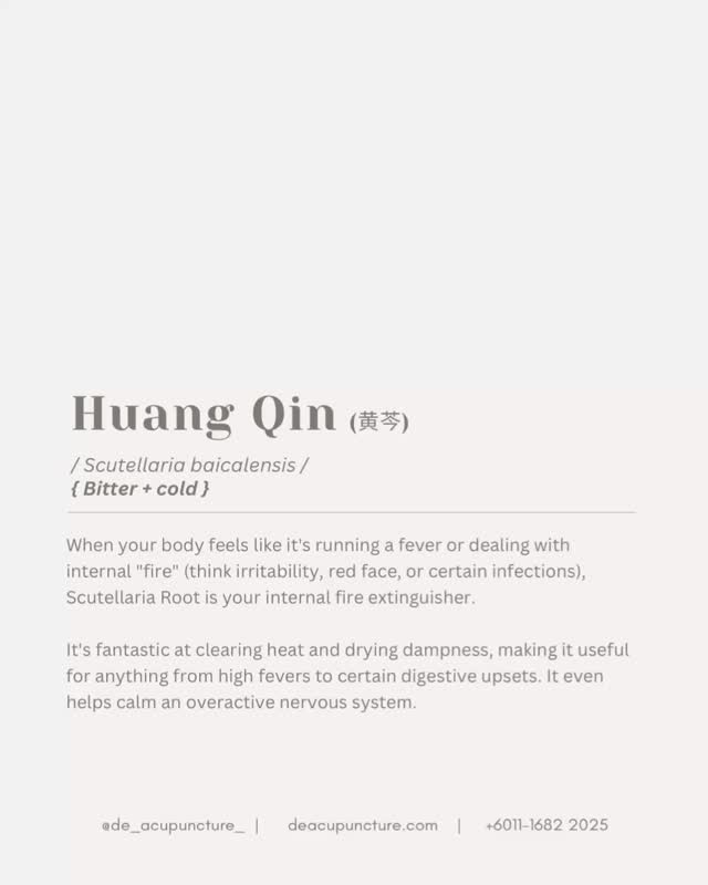 Hot Topic Alert: Feeling Fired Up 🔥 Or Just Too Damp? The Power of Huang Qin! 🌿
Ever feel like your body is running on overdrive? 🤔 Like you have inner “heat” that causes breakouts, a sore throat, or that general cranky feeling? Or maybe you’re dealing with the classic Malaysian weather combo: Damp-Heat! 😫
Say hello to Huang Qin (a.k.a. Chinese Skullcap Root). This herb is an absolute powerhouse in TCM for “Clearing Heat and Drying Dampness.” It’s like a superhero cooling down your system and mopping up the mess! 🦸♀️
What Huang Qin (黄芩) is famous for:
❇️Draining Damp-Heat:
Tackles symptoms like digestive issues, dark urine, or that heavy, uncomfortable feeling. 🤢
❇️Clearing Toxins & Fire:
Great for calming down inflammation, high fever, or hot skin issues. 🌡️
❇️Supporting the Lungs:
Used for coughs with thick, yellow phlegm caused by Heat. 🤧
❇️Calming the Spirit (Shen):
In some formulas, it helps with irritability linked to internal heat.🧘
BUT—here’s the key part: Huang Qin is super potent and cold. Using the wrong herb or formula for your unique condition can actually weaken your digestion or make things worse! 😱
Have you ever self-diagnosed as “heatiness” and drank something cooling but ended up having loose stools? Tell us in the comments! 👇
That’s why you need a customised formula. Don’t self-medicate! Consult our qualified TCM practitioners at 医心医意中医坊 De Acupuncture x Herbs Centre first. We’ll find the real root cause of your symptoms and tailor a herbal prescription just for you.
Ready to balance your inner heat and ditch the dampness? Click the link in our bio to book your consultation today! 💖
#HuangQin #TCMherbs #DampHeat #HerbalMedicine #tcmwellness