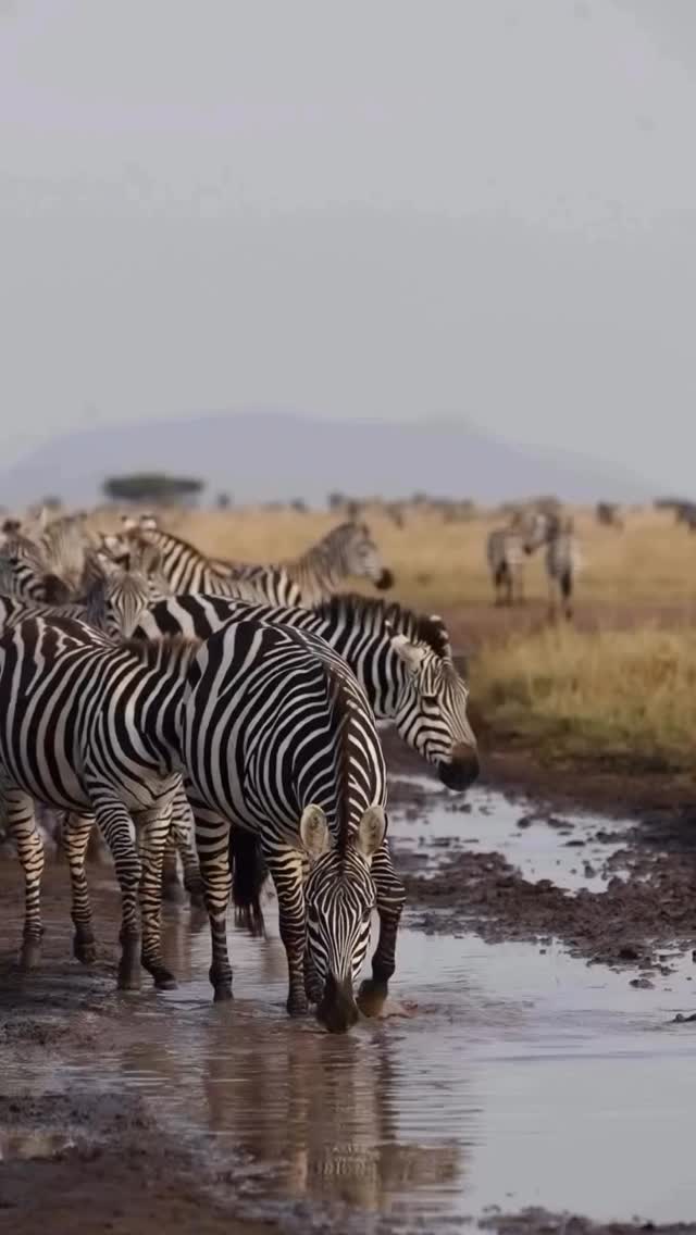 Join us in celebrating the beauty of nature.
WhatsApp : +255 769 992 291
📧info@wenzitravel.com
🌐www.wenzitravel.com