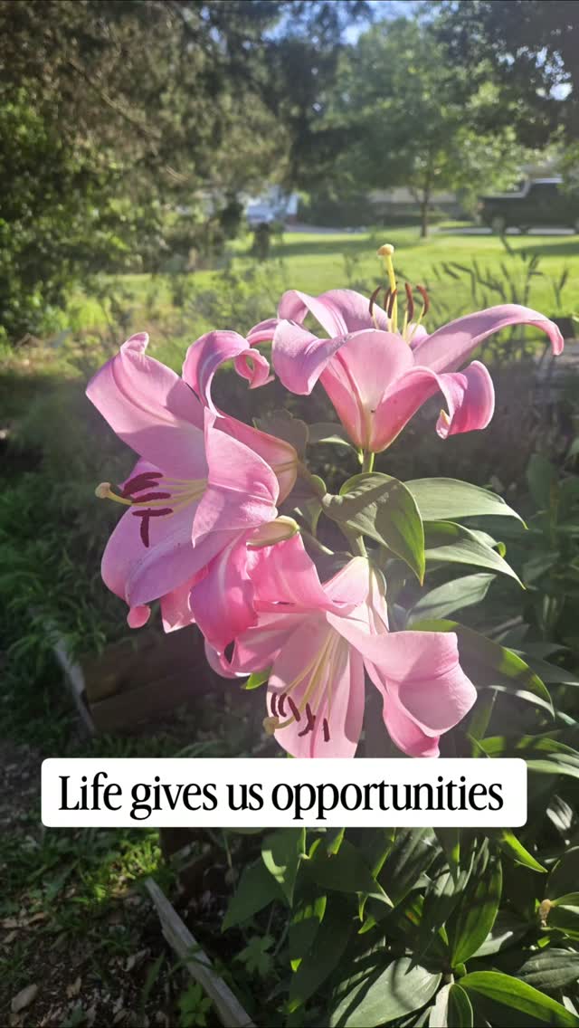 Happy Thursday Beautiful People. I planted these last fall, totally forgot about them, the deers munched on them several times, I even thought they were a goner. But low and behold I have several blooming and they are HUGE. Life really is good, not perfect, but good. We have some basic necessities that someone has no clue how they will eat their next meal, where they will sleep or how to pay a utility bill. Hard to believe, but it is true. Be thankful, find the joy or peace in the blessings of the day. You can walk, you can enjoy your coffee, you have a good friends that understand you, you love your kids school and teachers or you found a scenic trail for your morning walk. Whatever it may be, find something to appreciate or be grateful for, because someone somewhere is wishing they could even have food to eat today. Order your bouquet of summer flowers today, bring some sunshine to your room. ☺️😁💐👩🏽🌾✔️