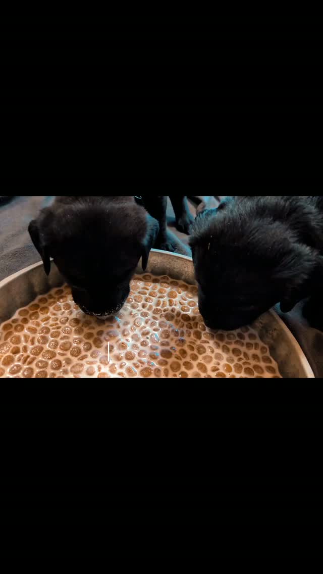I'm so grateful for the relationships I have with all of my clients. it doesn't matter if it's one night or 5 years later, I love getting updates on our puppies, seeing their progression and development, and identifying certain "quirk's" they get from their parents. 💕 Beyond blessed to do what I do. 🐶🐾
#PuppyLife #LabradorRetriever #familydog #huntingdog
