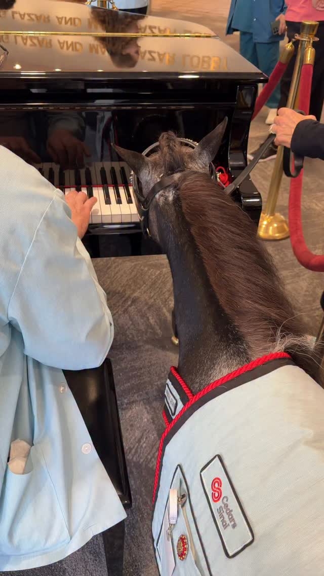 Pearl learned to play on a grand piano. So when she teamed up with Martin Brooks, the Cedars Sinai volunteer pianist, she didn’t want to play her keyboard but wanted to join him on the piano. Everyone was very touched by Pearl and Martin’s sweet duet. @cedarssinai @ucla_pac @uclamch @uclahealth #horse #minitherapyhorses #wellness #mentalhealth #destress #compassion #minihorse #healing #piano #keyboard #minihorse #community #comfort #love @platinumperformance @equusfoundation @chrissyteigen @agtauditions @diplo #nonprofit #volunteer