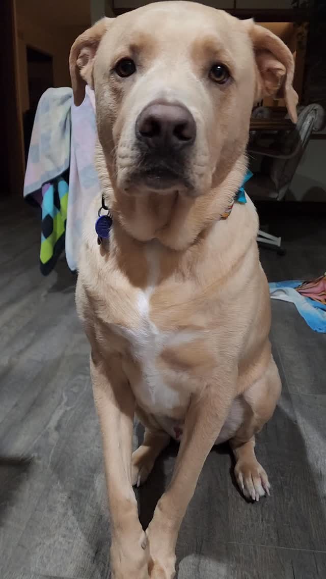 Auggie’s Gotcha Day has come and gone. 🎉😭
Seven full years of this distinguished gentleman gracing my days with his love and shenanigans.
Mostly shenanigans 😅😘
#dogsofinstagram #labmix #doglover #dogmomlife #happygotchaday