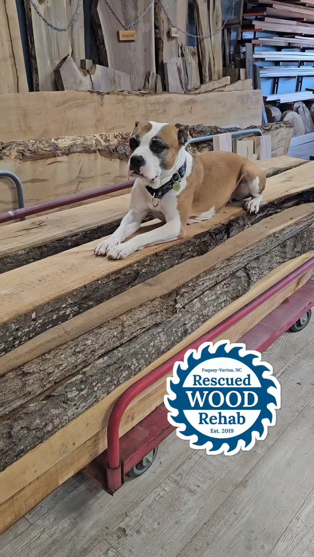 New Live Edge Butternut beams at Rescued WOOD Rehab! Perfect for fireplace mantels or super awesome shelves! Amber Approved!
#customwoodwork #localwoodshop #shopdog #rescuedog #rescuedwood